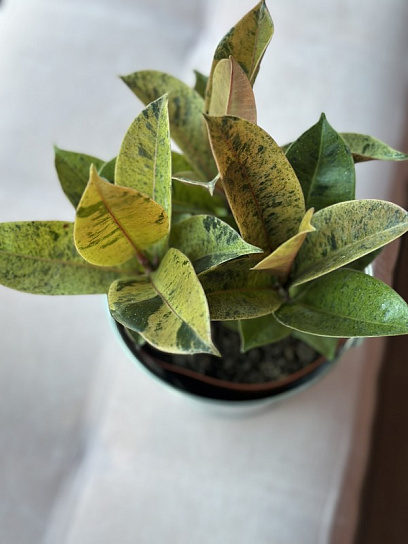 Фикус Робуста