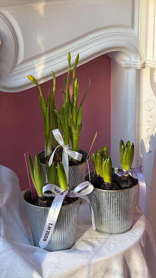 Луковичный микс весенних первоцветов