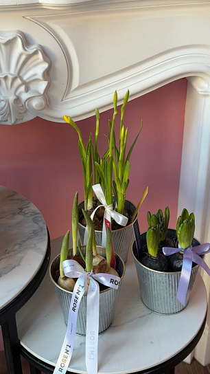 Луковичный микс весенних первоцветов