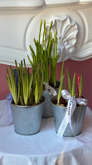 Луковичный микс весенних первоцветов