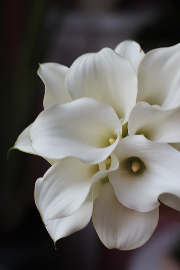 Букет невесты из калл