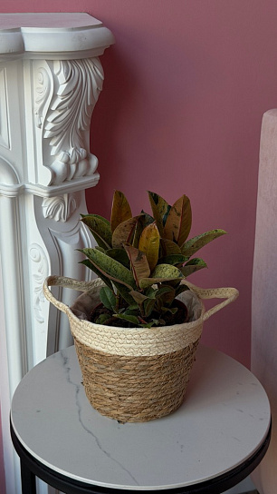 Фикус Робуста