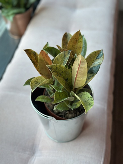 Фикус Робуста