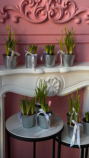 Луковичный микс весенних первоцветов