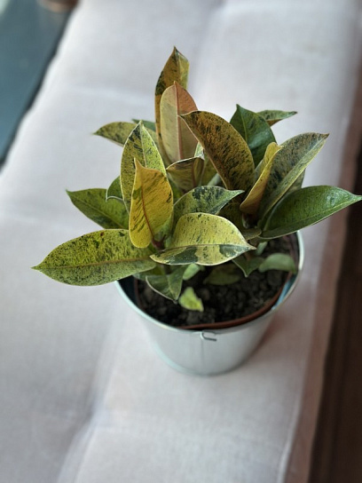 Фикус Робуста