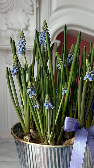 Луковичный микс весенних первоцветов